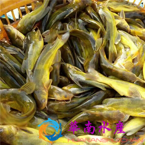 鱼苗、鱼种的培养