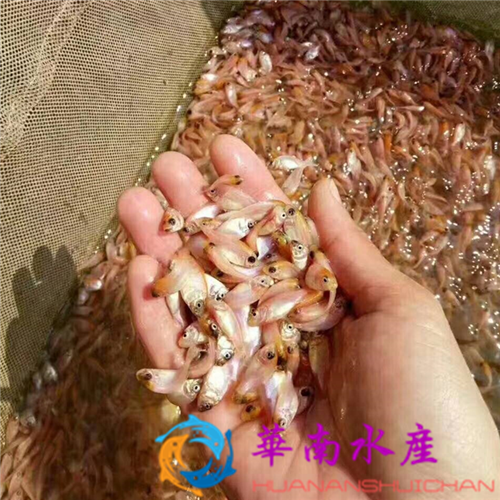 无公害木箱养殖泥鳅