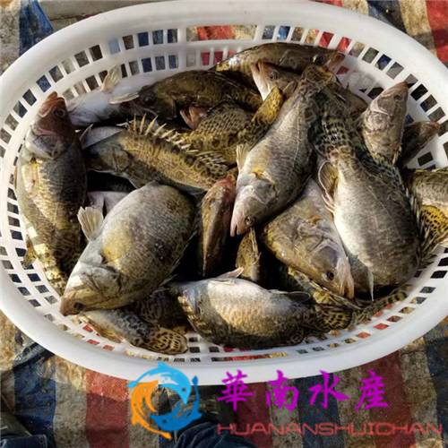 鱼种越冬池塘增氧