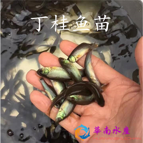 罗非鱼池塘养殖越冬管理技术