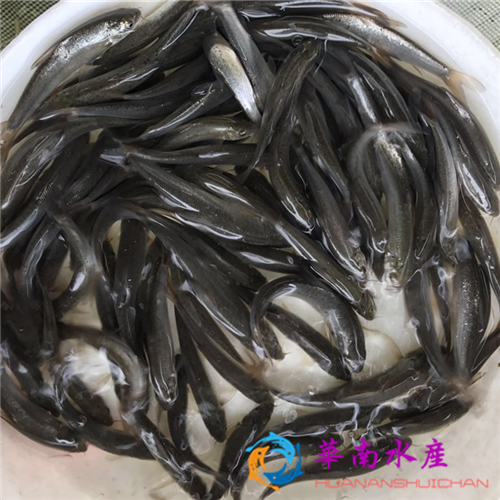 鱼病用药有讲究 水产用药小技巧