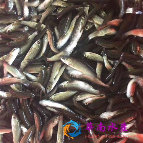 春季投放鱼苗的防病措施