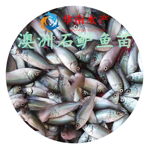 宝石鲈鱼苗