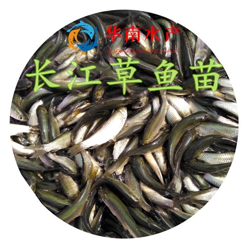 长江草鱼苗