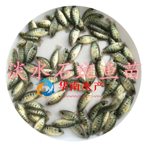 淡水石斑鱼苗