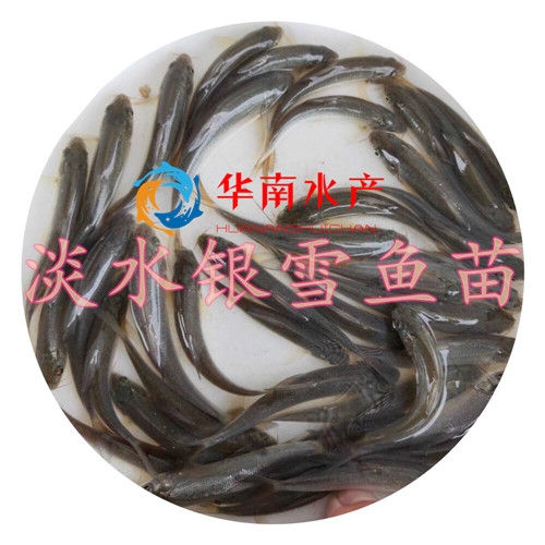 淡水银雪鱼苗