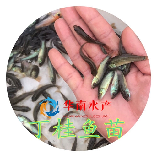 丁桂鱼苗