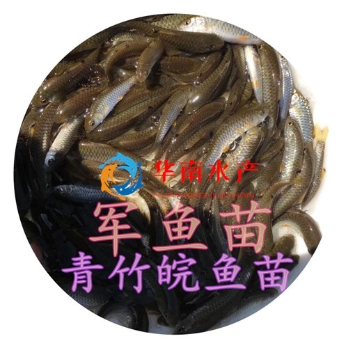 光鲃倒刺（青竹脘）