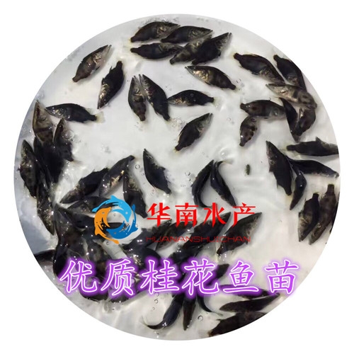 桂花鱼苗