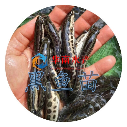 黑鱼苗