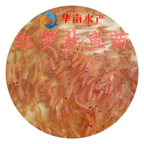 红罗非鱼苗