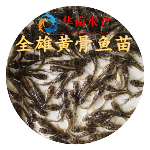 黄骨鱼苗