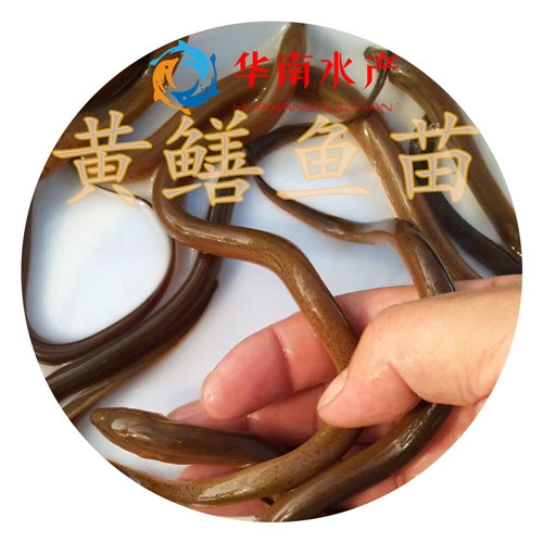 黄鳝鱼苗