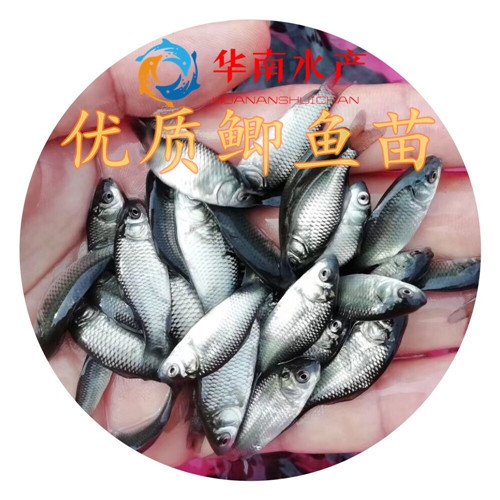 鲫鱼鱼苗