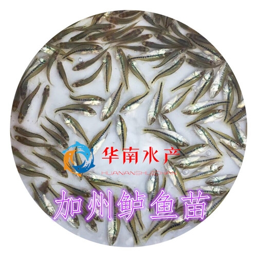 加州鲈鱼鱼苗