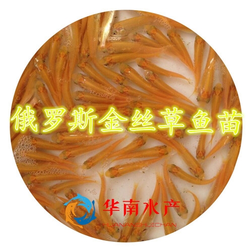 金草鱼鱼苗
