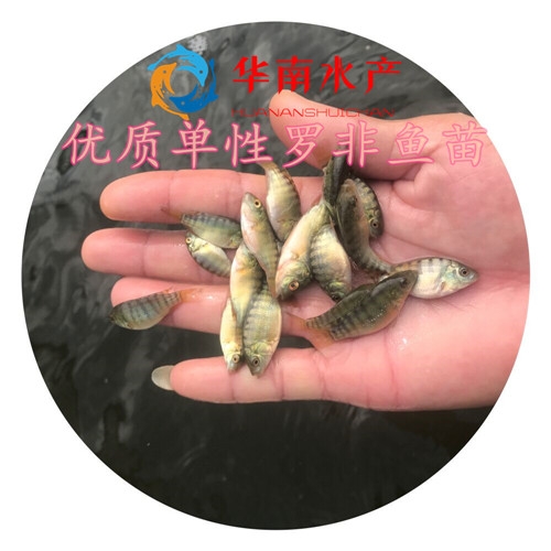 罗非鱼苗