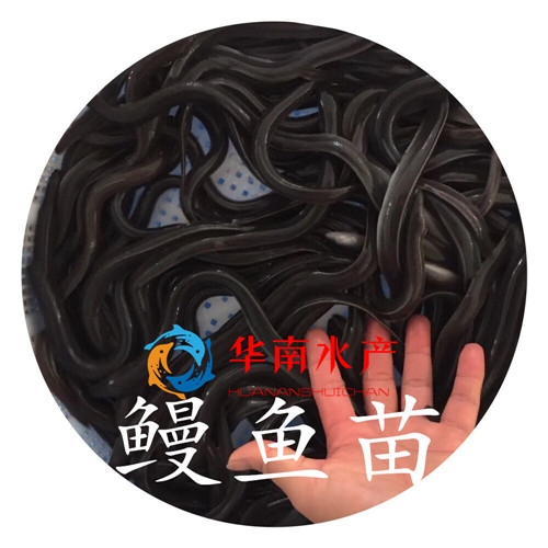 鳗鱼鱼苗