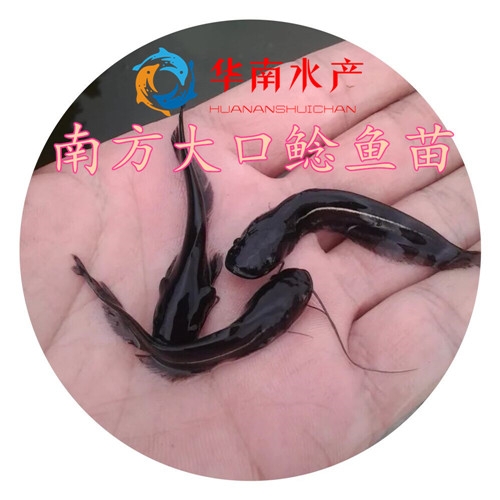 南方大口鲶鱼苗
