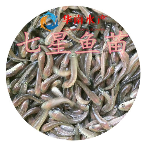 七星鱼苗