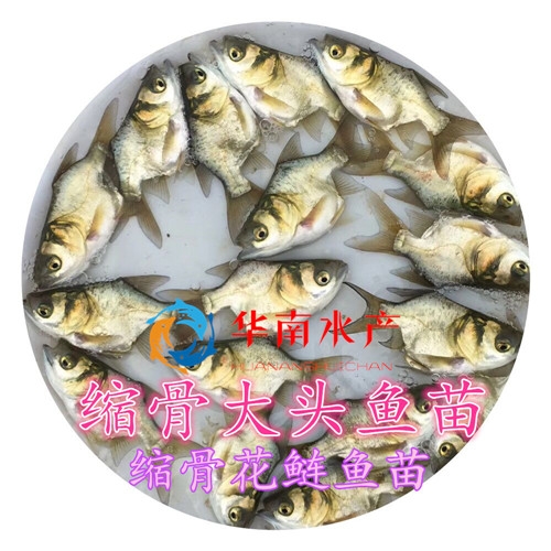 缩骨大头鱼苗
