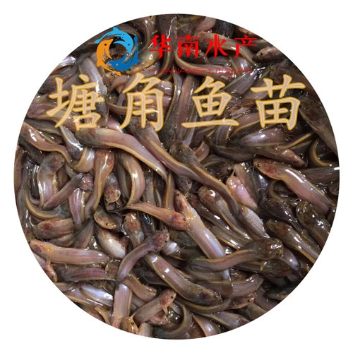 塘角鱼苗