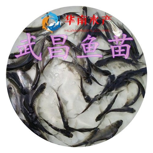 武昌鱼苗