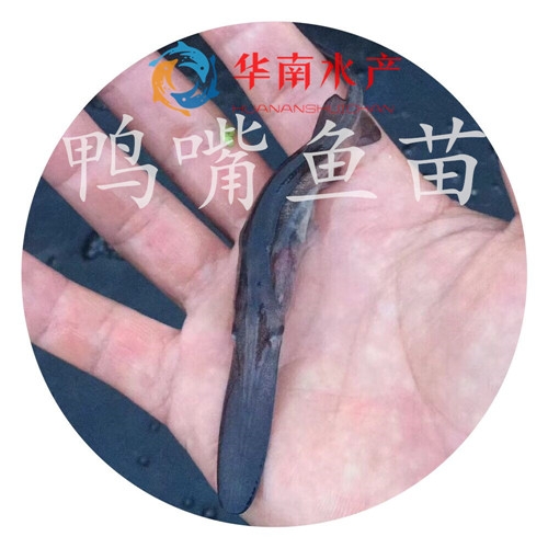 鸭嘴鱼苗