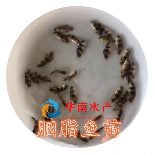 胭脂鱼苗