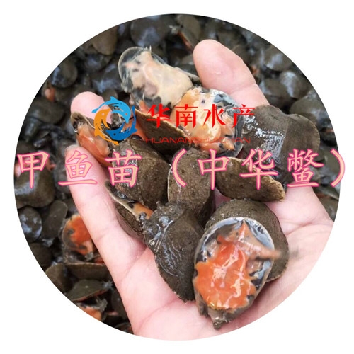 中华鳖苗