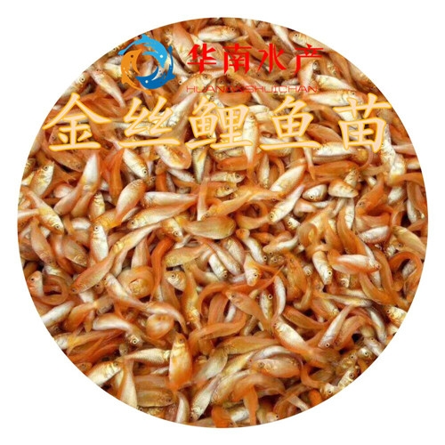 金丝鲤鱼苗