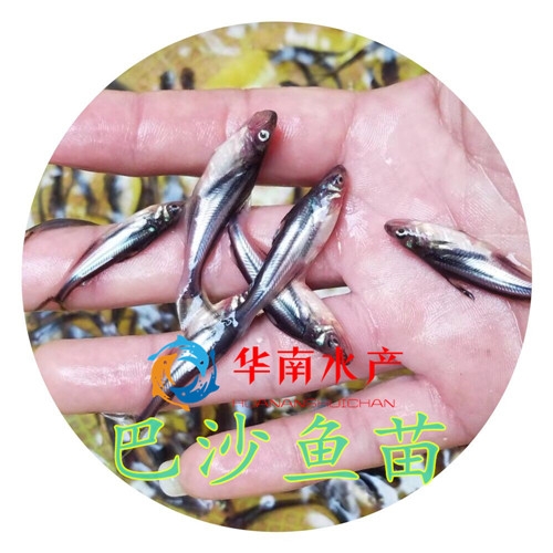 巴沙鱼苗