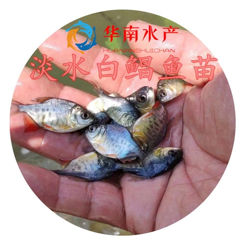 淡水白鲳鱼苗