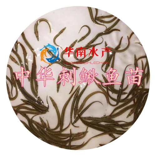 中华刺鳅鱼苗