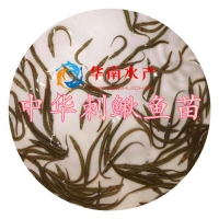 中华刺鳅鱼苗
