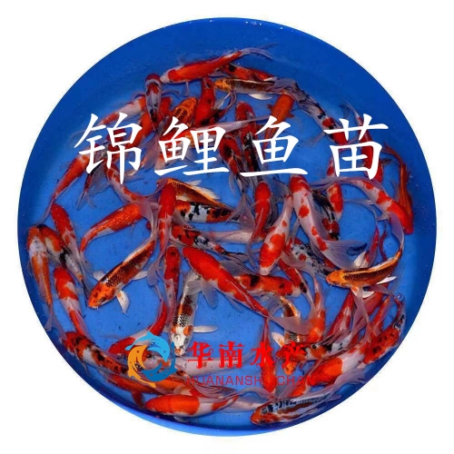 锦鲤鱼苗