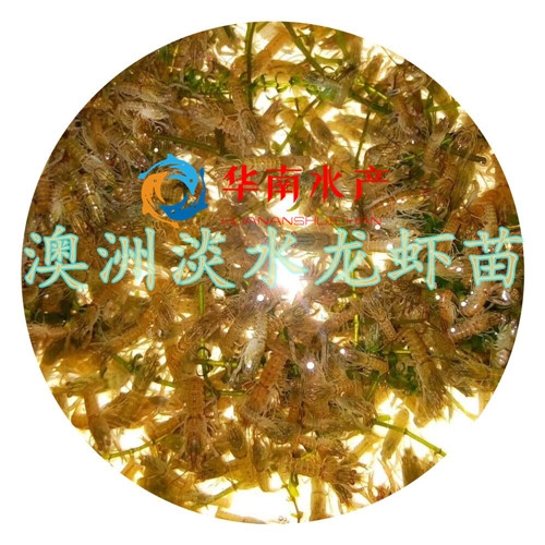 澳洲淡水龙虾苗
