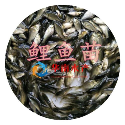 鲤鱼苗